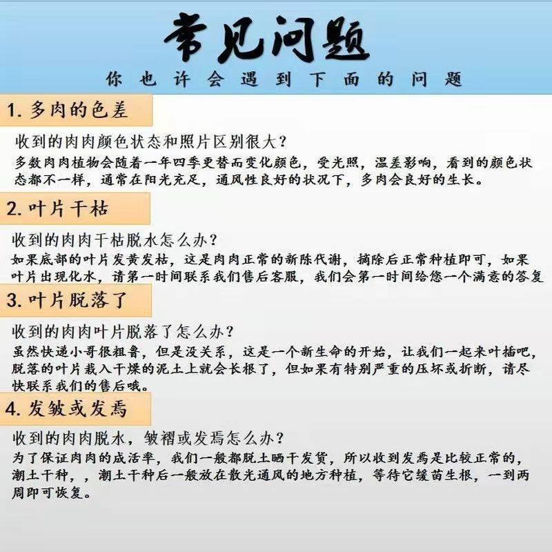 高挡多肉植物老桩组合盆栽好养精品肉肉稀有品种懒人花开植物