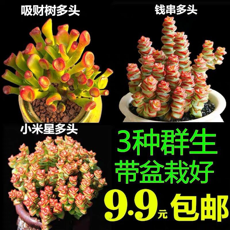 高挡多肉植物老桩组合盆栽好养精品肉肉稀有品种懒人花开植物