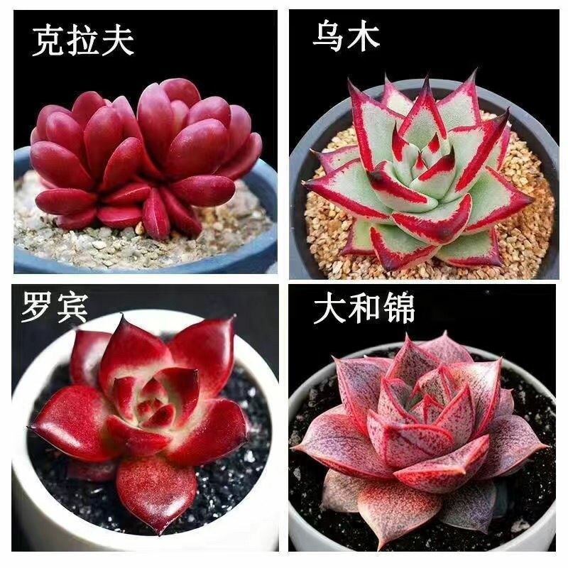 高挡多肉植物老桩组合盆栽好养精品肉肉稀有品种懒人花开植物