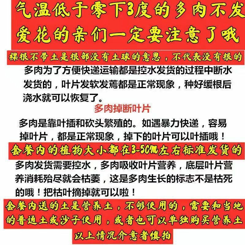 高挡多肉植物老桩组合盆栽好养精品肉肉稀有品种懒人花开植物
