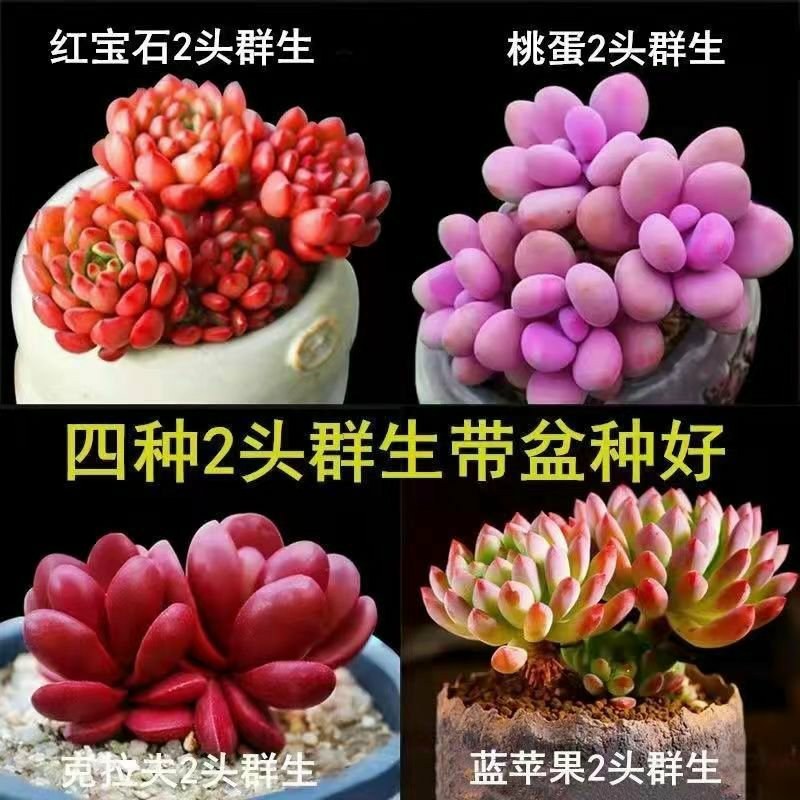 高挡多肉植物老桩组合盆栽好养精品肉肉稀有品种懒人花开植物