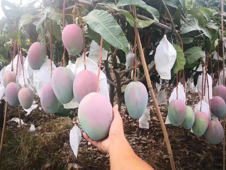 一片阳光充足、灌溉良好的凯特芒果种植园,果树整齐排列,果实挂满枝头 凯特芒果种植园实景图