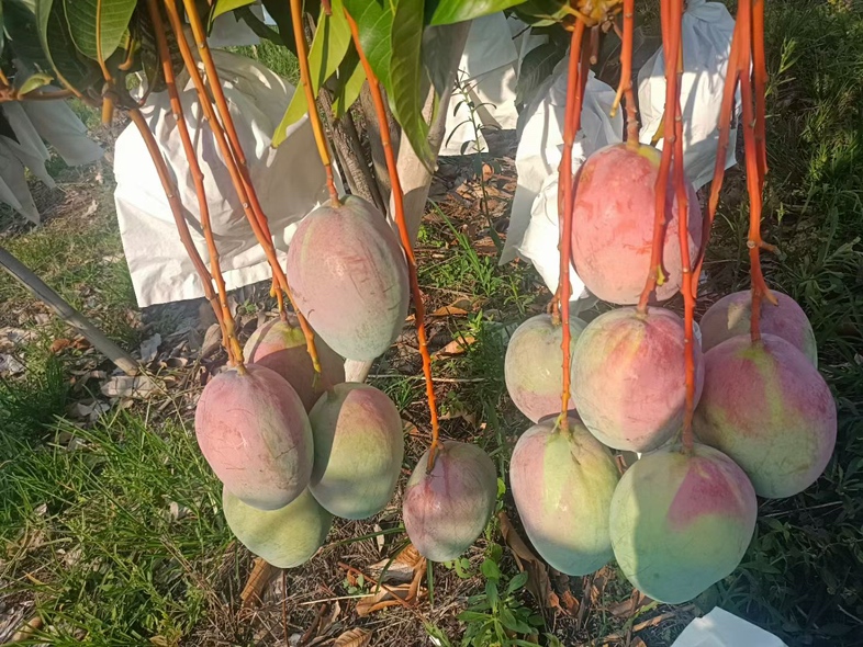 一颗成熟的凯特芒,果皮呈紫红色带光泽,果形饱满呈卵圆形;右侧为纵向切开的凯特芒,露出金黄色细腻果肉和较小的扁平果核,果肉无明显纤维丝,汁水丰富 凯特芒整果与切开状态对比图