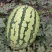 旱沙地西瓜（金花）