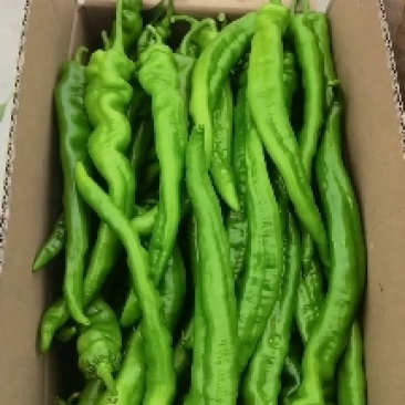 精品薄皮陇椒