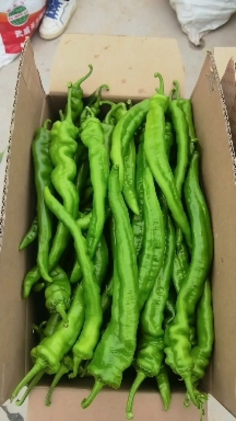 精品薄皮陇椒