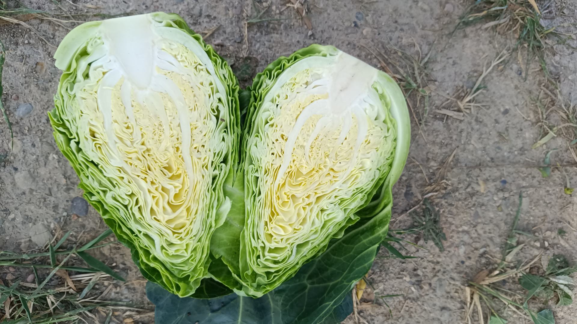 牛心甘蓝菜切面展示内部嫩叶结构