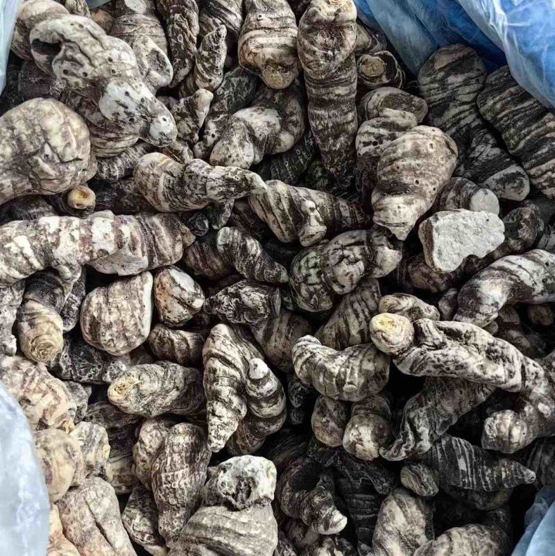 云南滇重楼