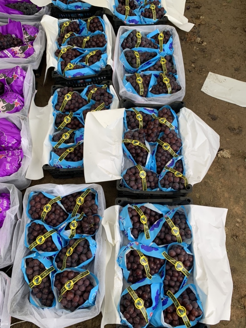 辽南精品巨峰葡萄上市啦原产地发货一手货源欢迎电联