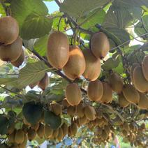 湖南湘西米良绿心猕猴桃产地直销可对接电商市场超市批发等。