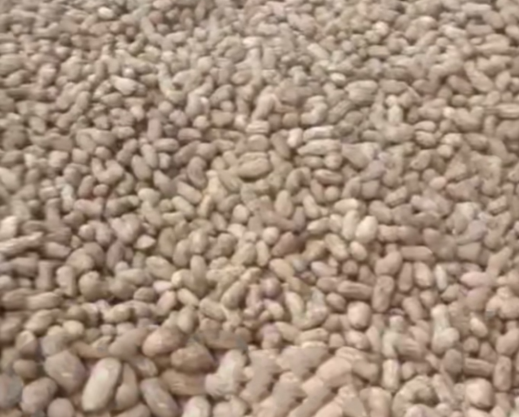 展示花生与菜籽的出油率数据对比图表,突出花生出油率更高的趋势 花生与菜籽出油率对比图