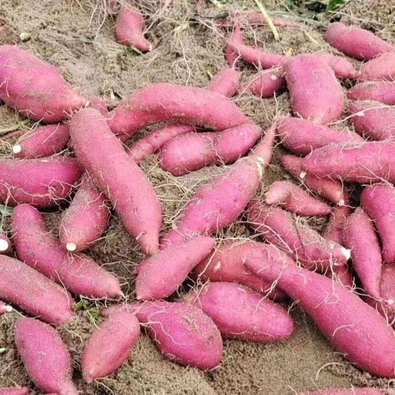 【产地直供】海南本地小香薯红薯大量供应保质量价格来电详谈