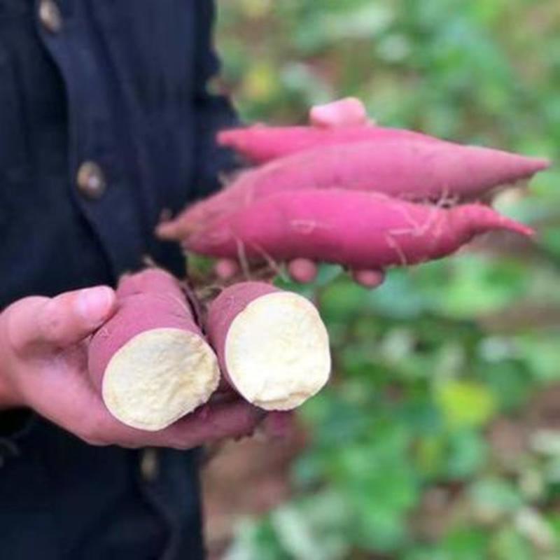 【产地直供】海南本地小香薯红薯大量供应保质量价格来电详谈