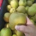 翠冠梨湖北精品翠冠梨皮毛干净个头均匀脆甜多汁