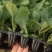 甘蓝苗包菜苗卷心菜苗宽心菜苗绿包菜苗现货直发