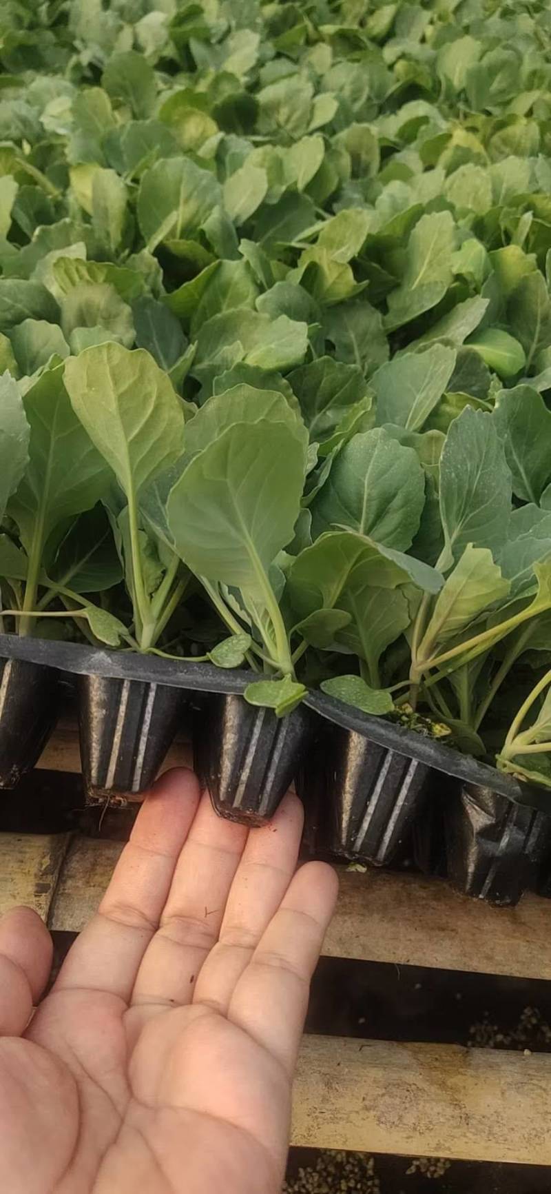 甘蓝苗包菜苗卷心菜苗宽心菜苗绿包菜苗现货直发