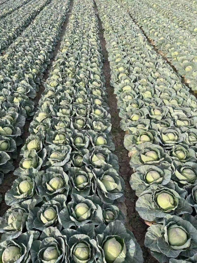 甘蓝苗包菜苗卷心菜苗宽心菜苗绿包菜苗现货直发