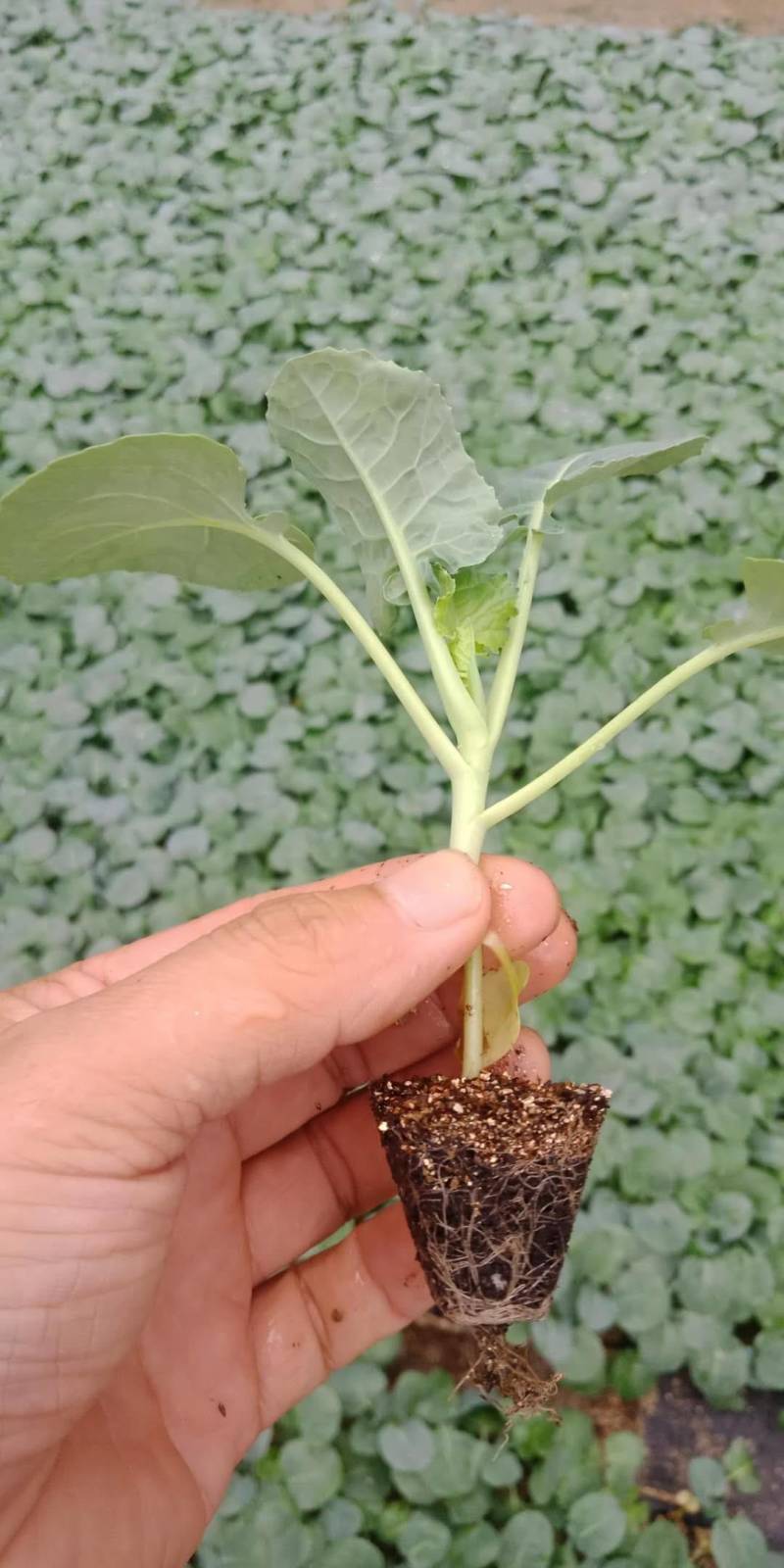 西兰花苗炎秀西兰花苗耐寒西蓝花苗现货直发