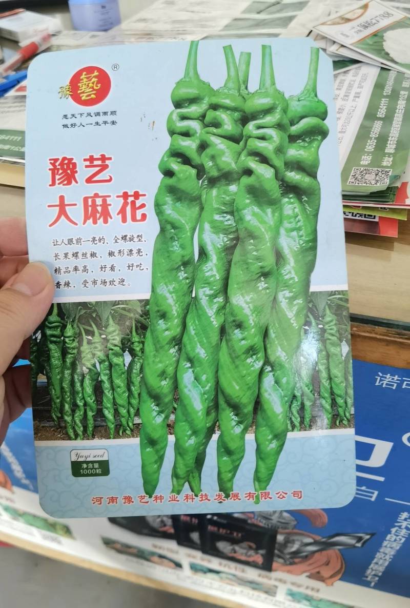 辣椒苗苗子粗壮尖椒线椒圆椒品种全