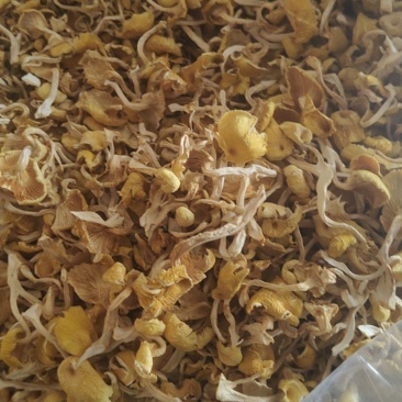 精品榆黄蘑