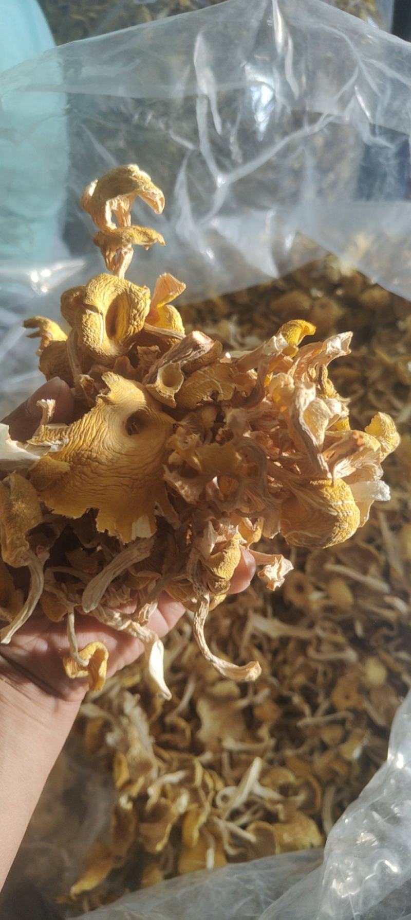 精品榆黄蘑