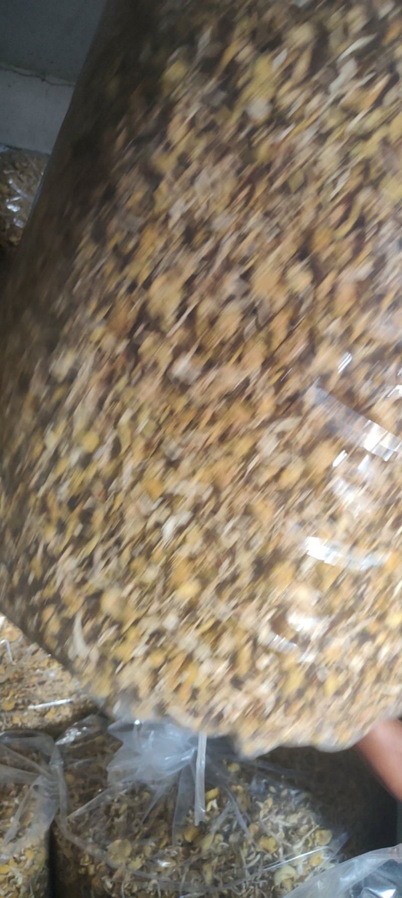 精品榆黄蘑
