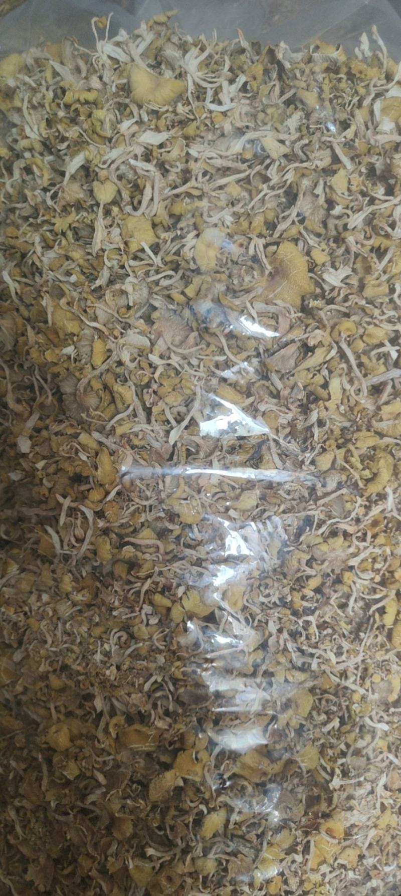 精品榆黄蘑