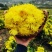 白芷、白芨、金丝皇菊、七月菊