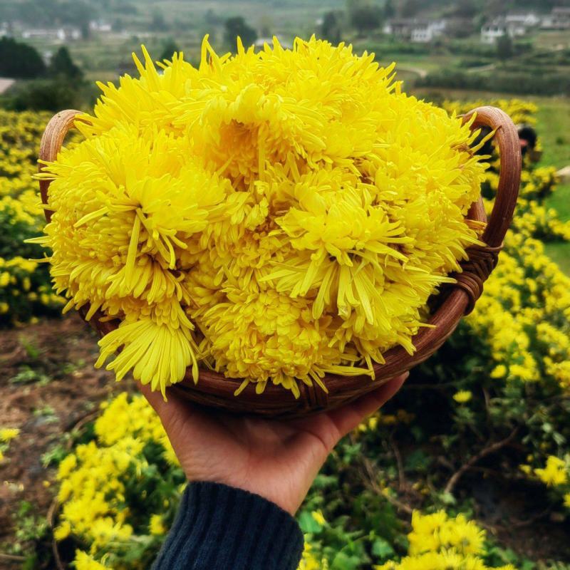 白芷、白芨、金丝皇菊、七月菊