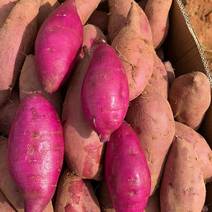 正宗广东精品沙地紫薯，质量保证欢迎全国客商前来选购