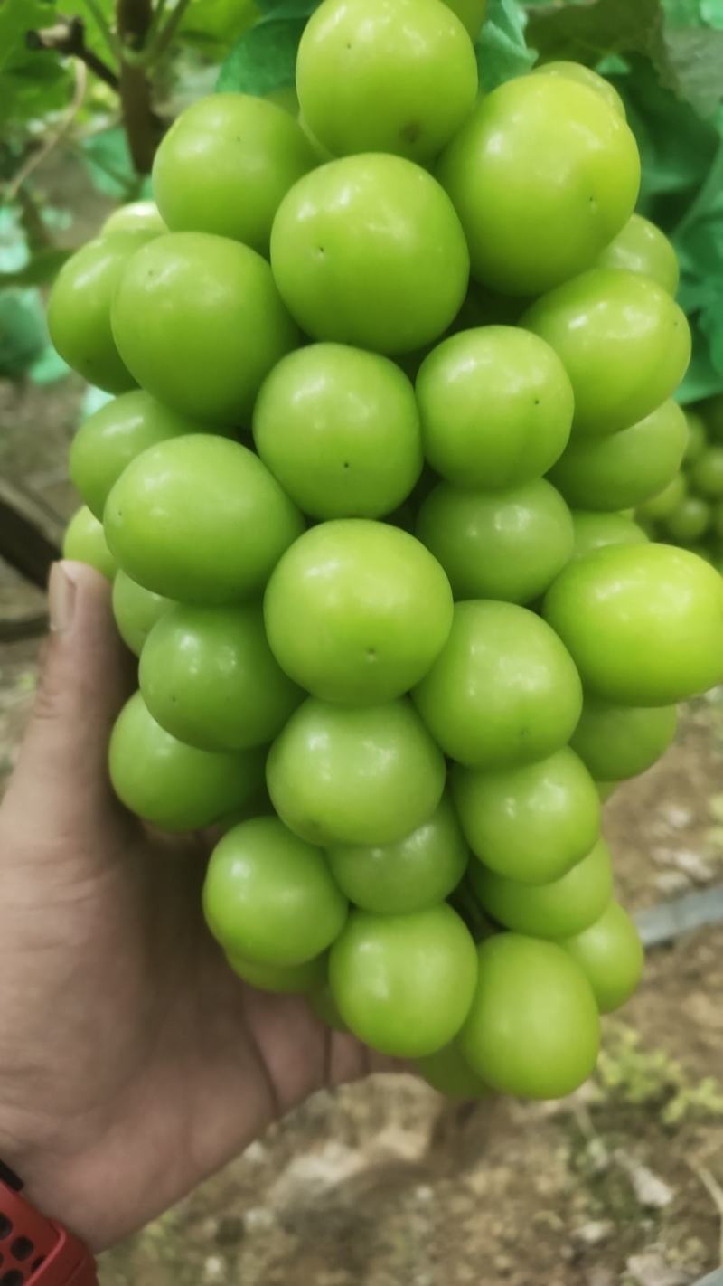 热卖中，糖度高，口感好，大颗粒饱满，商超
