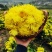 白芷、白芨、金丝皇菊、七月菊