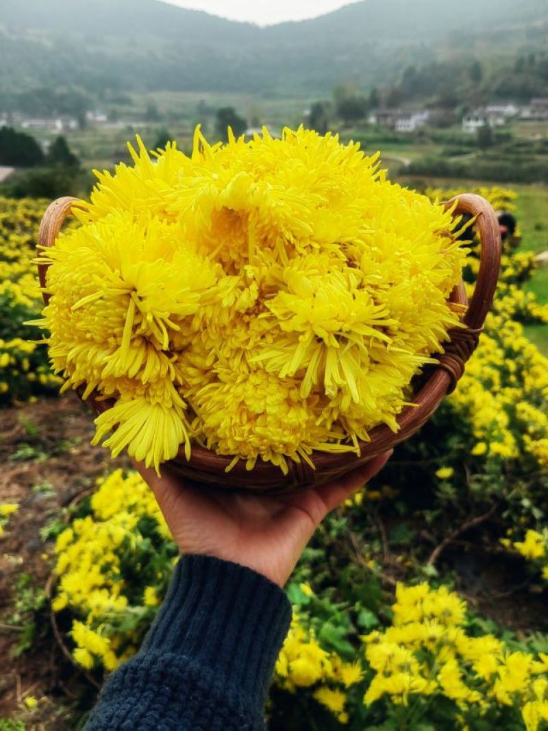 白芷、白芨、金丝皇菊、七月菊
