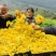 白芷、白芨、金丝皇菊、七月菊