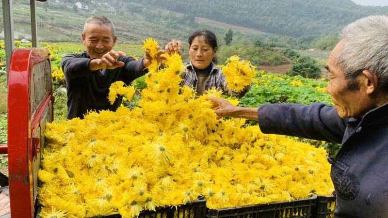 白芷、白芨、金丝皇菊、七月菊