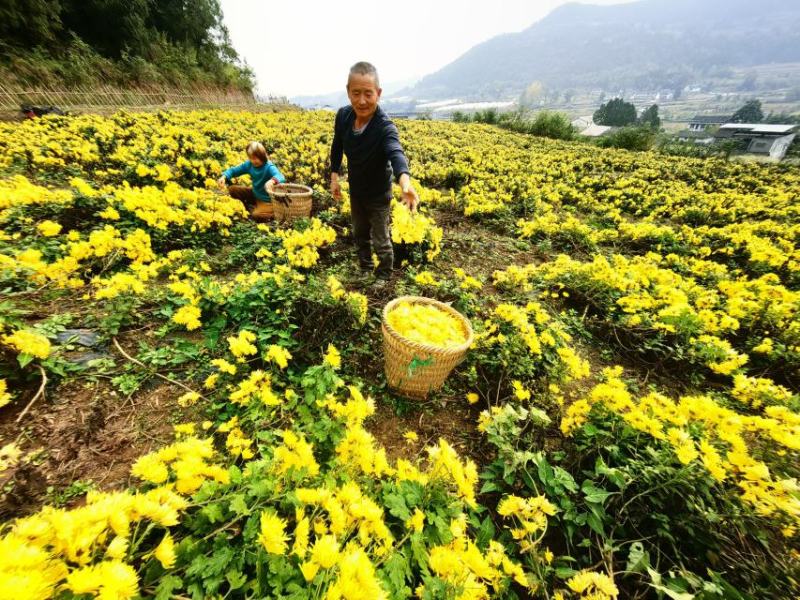 白芷、白芨、金丝皇菊、七月菊