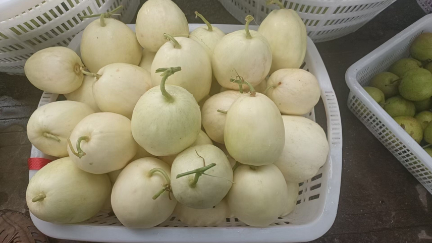 成熟采摘的长香玉甜瓜装箱现场