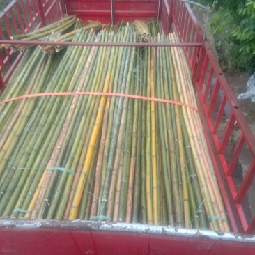 大量各种粗细竹竿