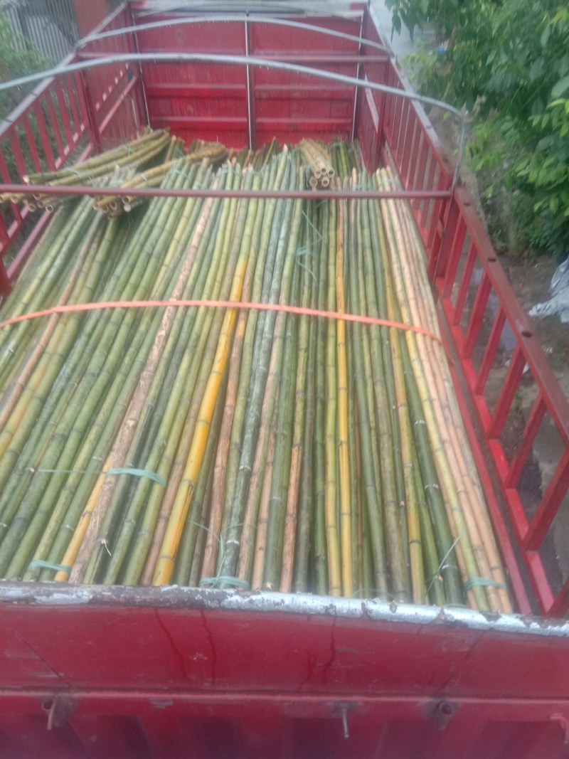 大量各种粗细竹竿