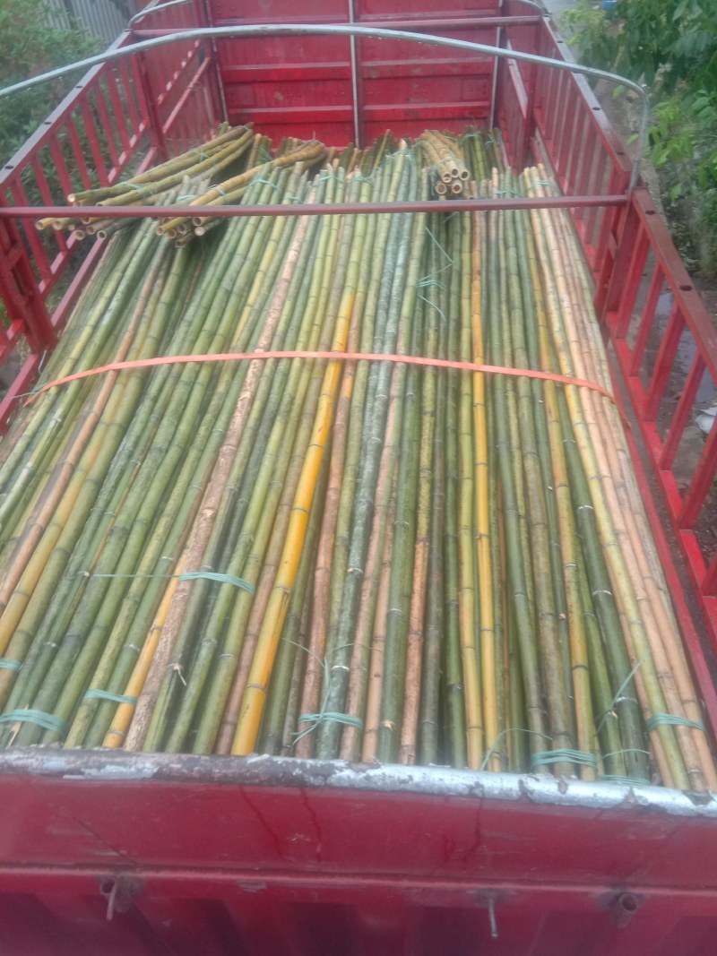 大量各种粗细竹竿