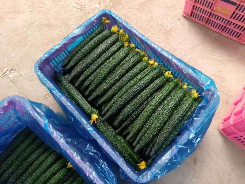 山东菏泽短把黑油亮密刺黄瓜，大量上市，产地直发，量大货源