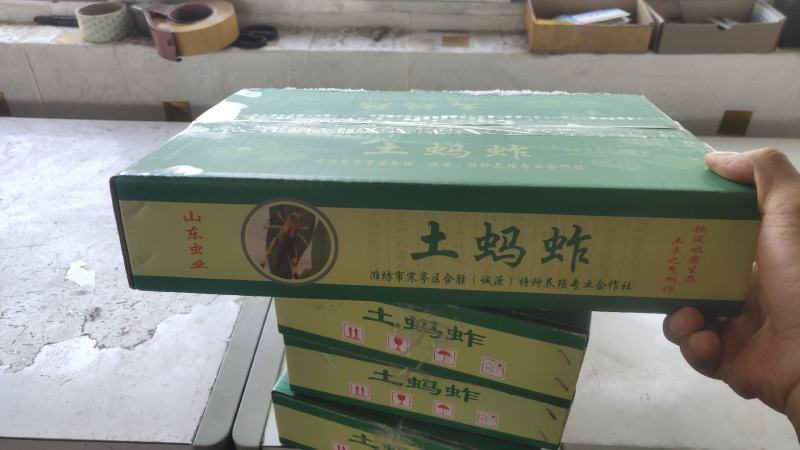 蚂蚱东亚飞蝗