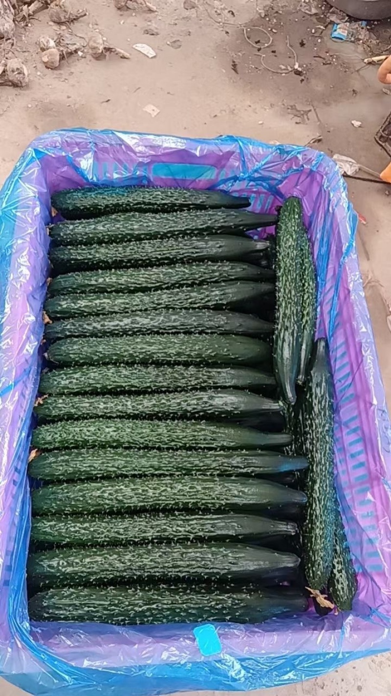 山东菏泽短把黑油亮密刺黄瓜，大量上市，产地直发，量大货源