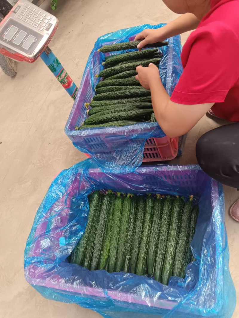 山东菏泽短把黑油亮密刺黄瓜，大量上市，产地直发，量大货源