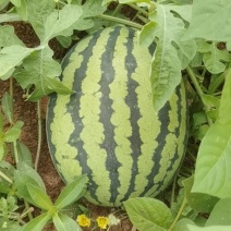 露天山地大田瓜头茬