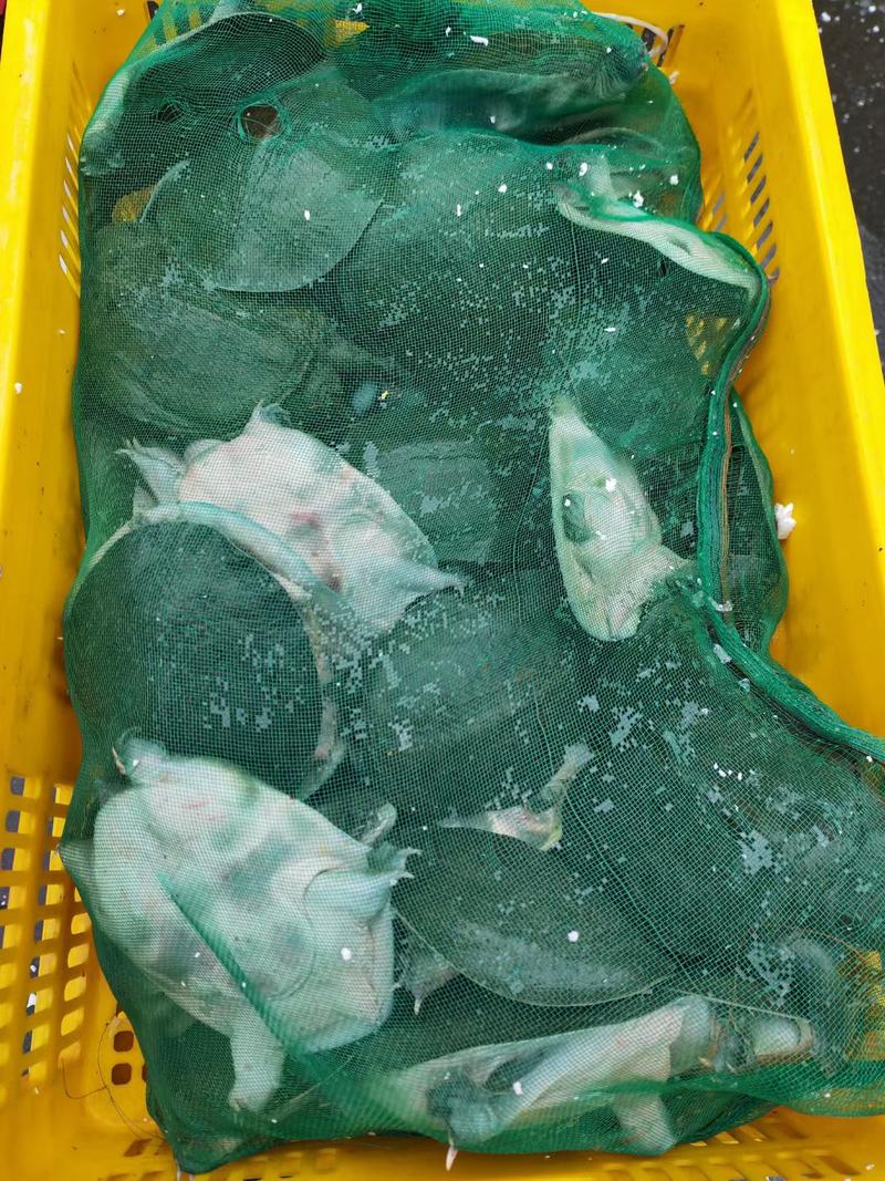 原产地甲鱼活甲鱼现杀接电商社区各种规格全年有货