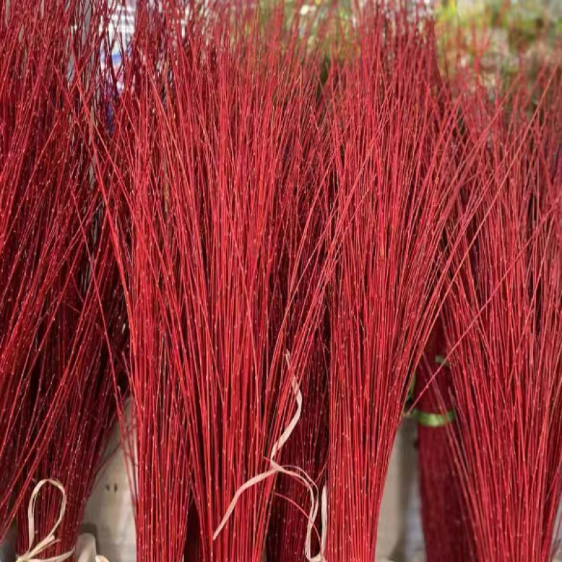 红瑞木红麻球多年生红瑞木苗基地一手货欢迎来电咨询购买