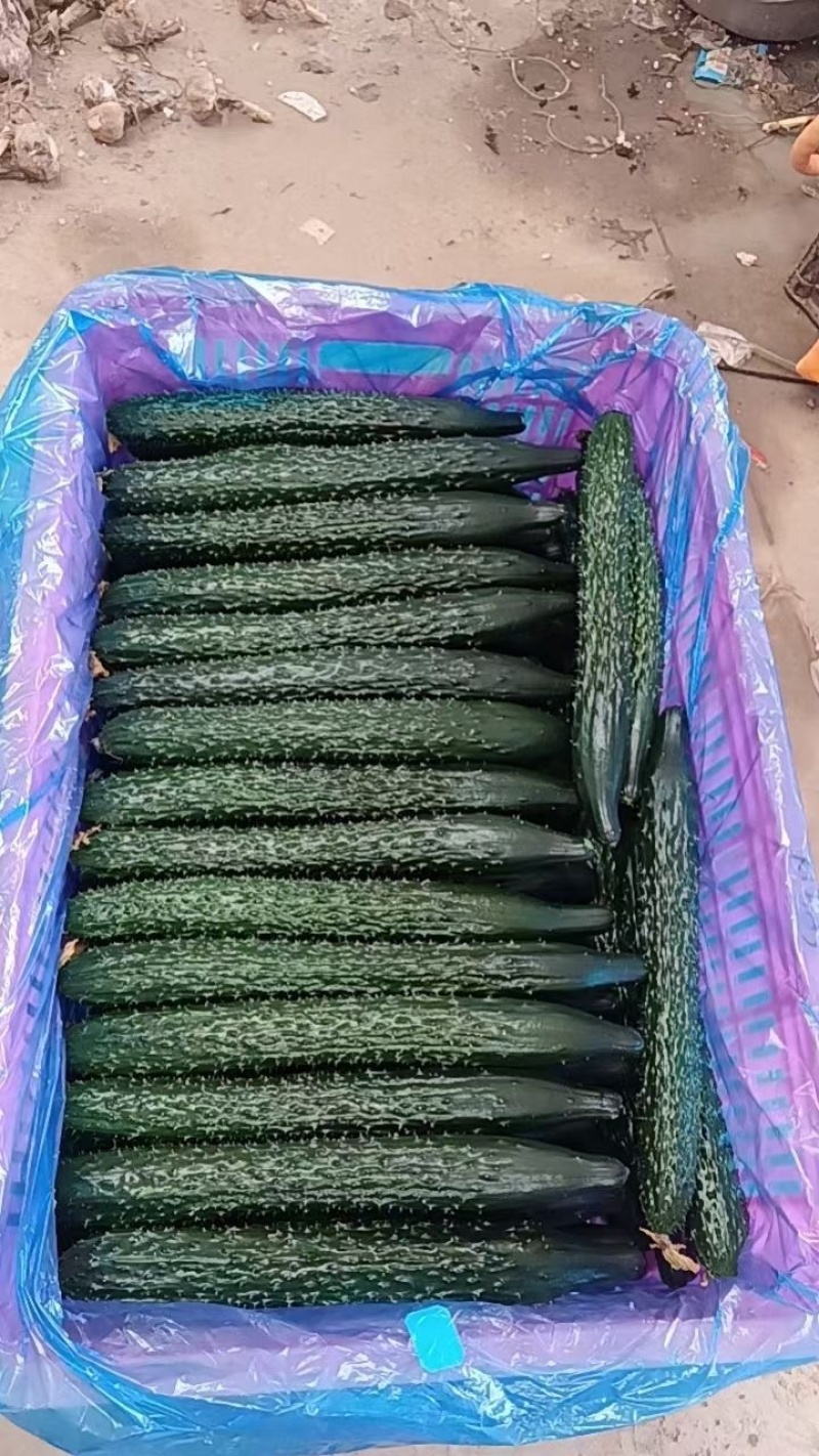 短把密刺黑油亮越夏黄瓜