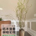 龙柳鲜枝插花客厅落地插水植物易活观叶水培长根家居装饰