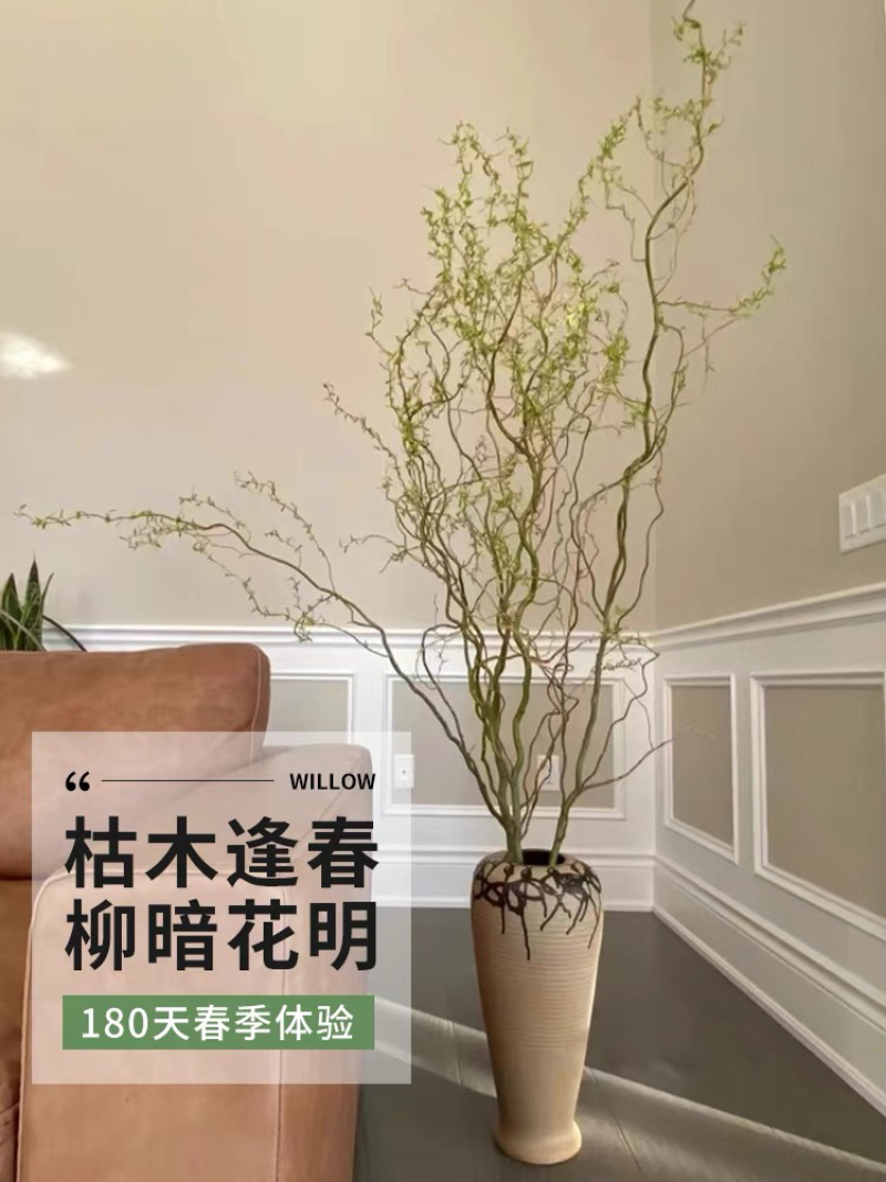 龙柳鲜枝插花客厅落地插水植物易活观叶水培长根家居装饰